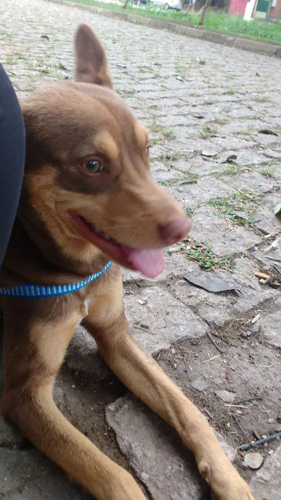 Cachorro ra a Vira lata  idade 7 a 11 meses nome Lamar