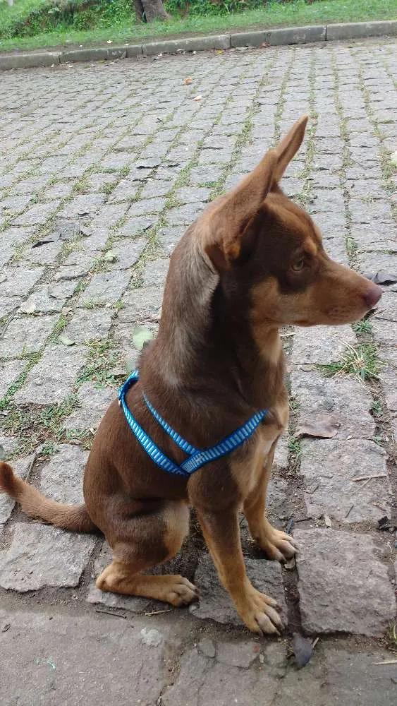 Cachorro ra a Vira lata  idade 7 a 11 meses nome Lamar