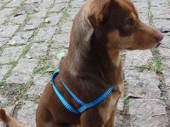Cachorro ra a Vira lata  idade 7 a 11 meses nome Lamar