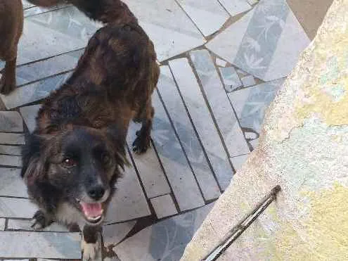 Cachorro ra a Vira-lata idade 3 anos nome Cristal