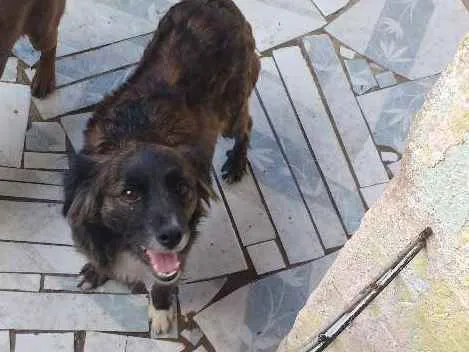 Cachorro ra a Vira-lata idade 3 anos nome Cristal