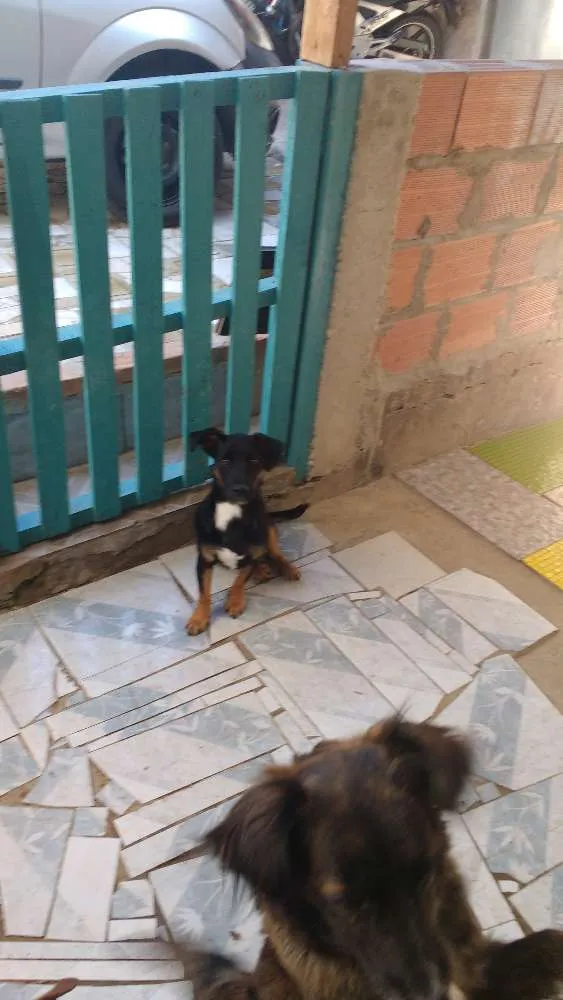 Cachorro ra a Vira-lata idade 7 a 11 meses nome Pelezinho