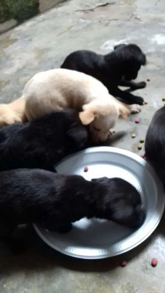 Cachorro ra a Vira lata  idade Abaixo de 2 meses nome Recém chegados