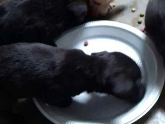 Cachorro ra a Vira lata  idade Abaixo de 2 meses nome Recém chegados
