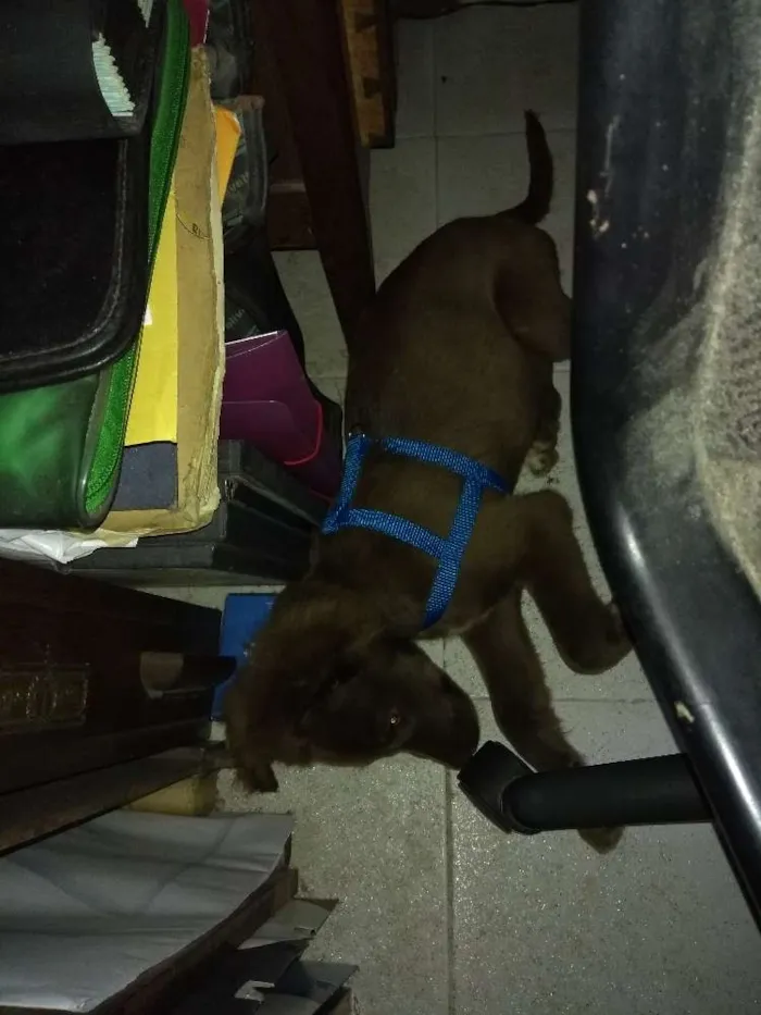 Cachorro ra a Não sei o nome  idade 2 a 6 meses nome Max