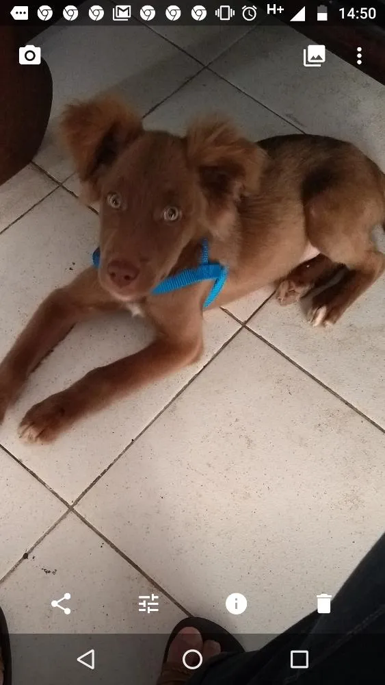 Cachorro ra a Não sei o nome  idade 2 a 6 meses nome Max
