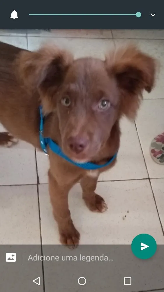 Cachorro ra a Não sei o nome  idade 2 a 6 meses nome Max