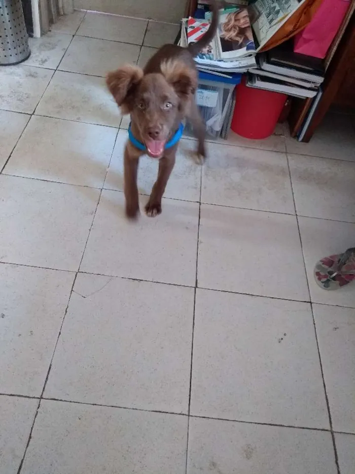 Cachorro ra a Não sei o nome  idade 2 a 6 meses nome Max