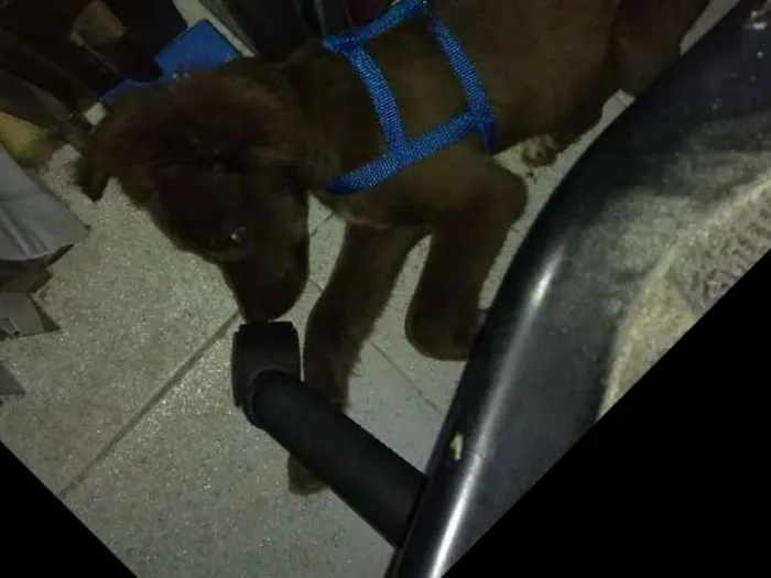 Cachorro ra a Não sei o nome  idade 2 a 6 meses nome Max