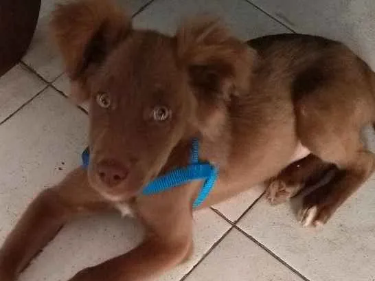Cachorro ra a Não sei o nome  idade 2 a 6 meses nome Max