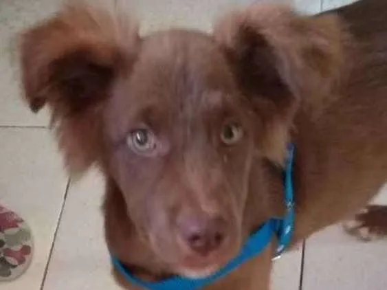 Cachorro ra a Não sei o nome  idade 2 a 6 meses nome Max