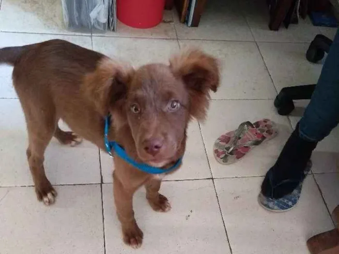 Cachorro ra a Não sei o nome  idade 2 a 6 meses nome Max