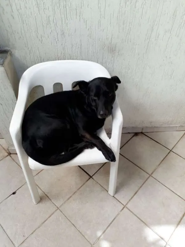 Cachorro raça Vira Lata idade 6 ou mais anos nome Zaion