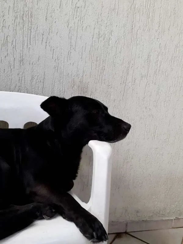 Cachorro raça Vira Lata idade 6 ou mais anos nome Zaion