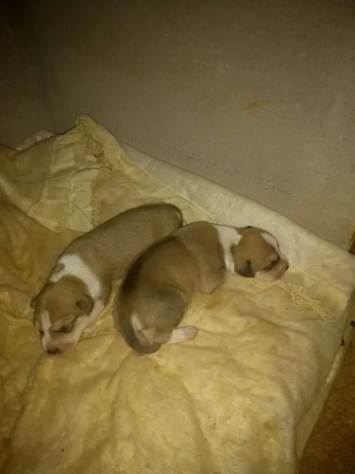 Cachorro raça SRD idade Abaixo de 2 meses nome Sem nome ainda