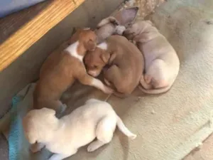 Cachorro raça SRD idade Abaixo de 2 meses nome Sem nome ainda