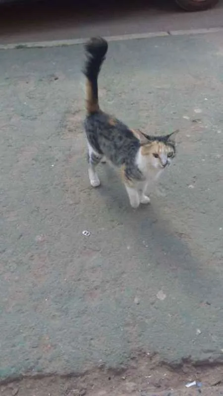 Gato ra a  idade Abaixo de 2 meses nome sn
