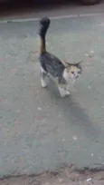sn
