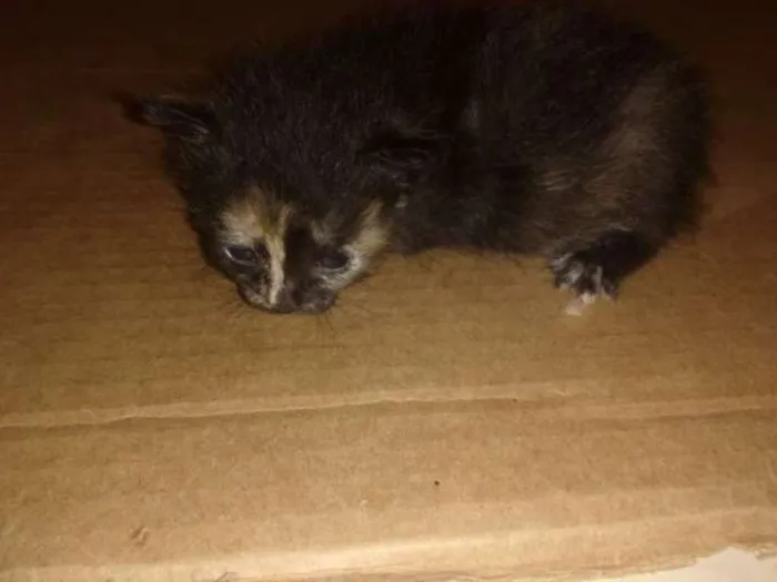 Gato ra a  idade Abaixo de 2 meses nome sn