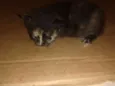 sn