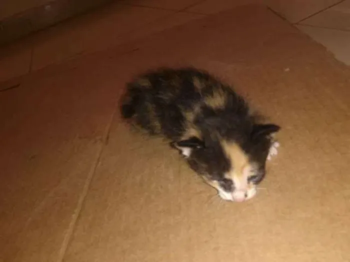 Gato ra a  idade Abaixo de 2 meses nome sn