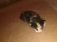 sn