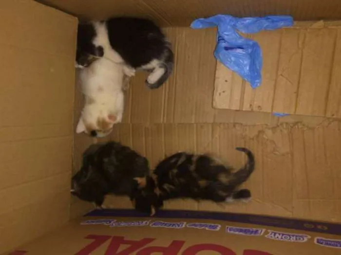 Gato ra a  idade Abaixo de 2 meses nome sn
