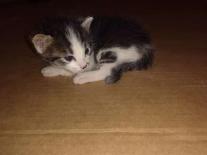 Gato ra a  idade Abaixo de 2 meses nome sn