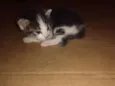 sn