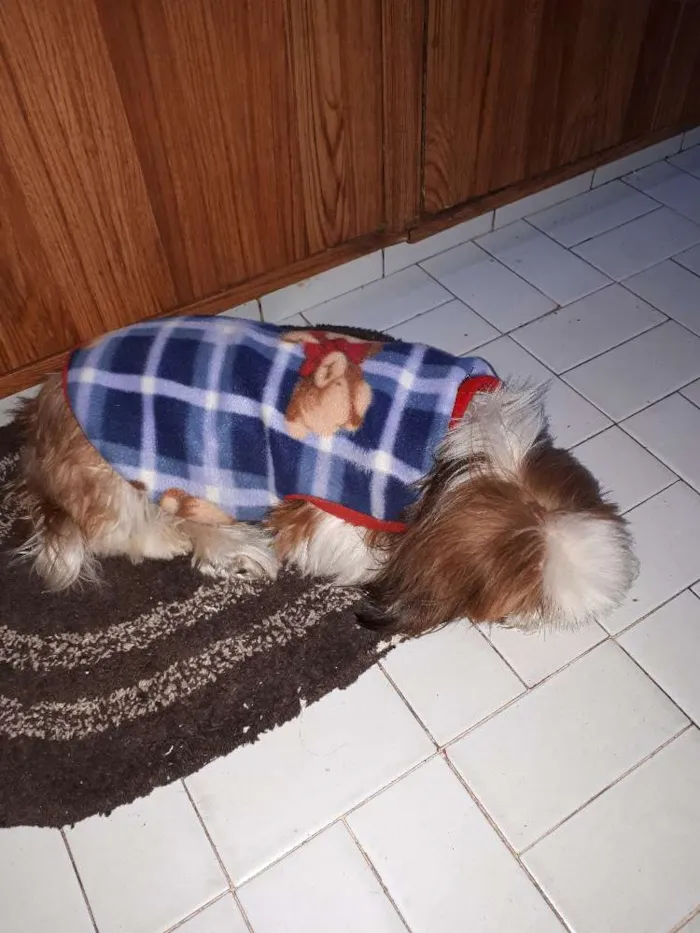 Cachorro ra a Shitsu idade 6 ou mais anos nome July