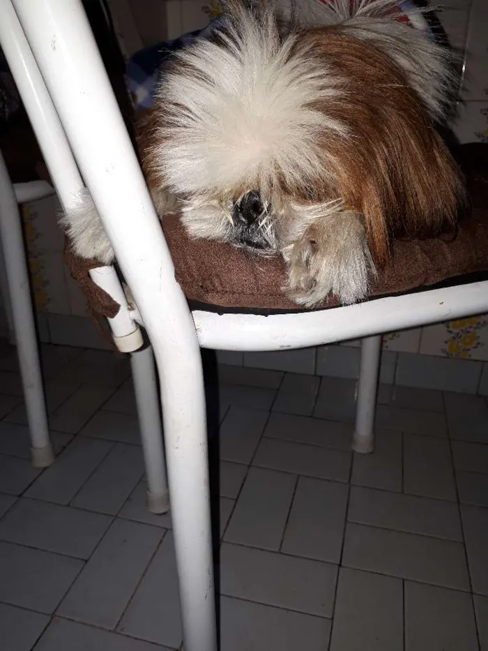 Cachorro ra a Shitsu idade 6 ou mais anos nome July