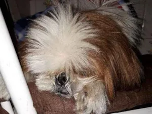 Cachorro raça Shitsu idade 6 ou mais anos nome July