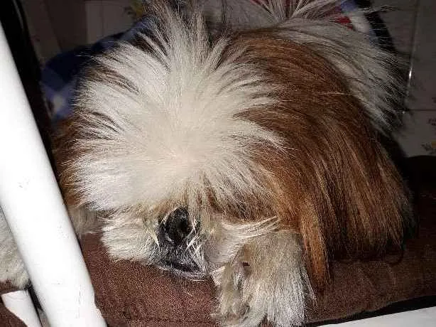 Cachorro ra a Shitsu idade 6 ou mais anos nome July