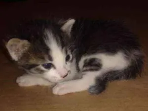 Gato raça  idade Abaixo de 2 meses nome sn