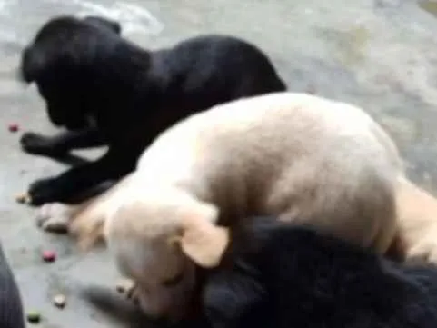 Cachorro ra a Vira lata  idade Abaixo de 2 meses nome Recém chegados