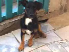 Cachorro raça Vira-lata idade 7 a 11 meses nome Pelezinho