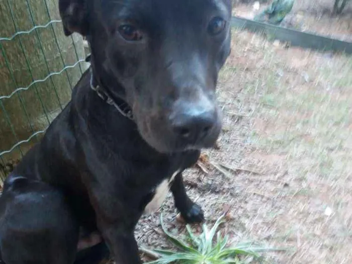 Cachorro ra a Sharpey com pitibull idade 1 ano nome Saba