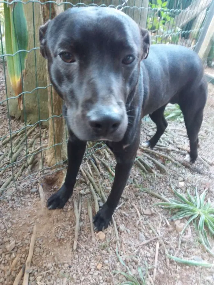 Cachorro ra a Sharpey com pitibull idade 1 ano nome Saba