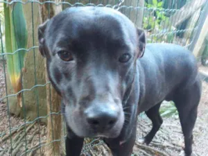 Cachorro raça Sharpey com pitibull idade 1 ano nome Saba