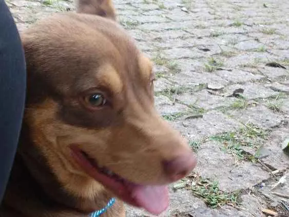 Cachorro ra a Vira lata  idade 7 a 11 meses nome Lamar