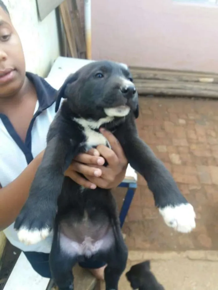 Cachorro ra a  idade 2 a 6 meses nome Filhotes 