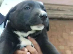 Cachorro raça  idade 2 a 6 meses nome Filhotes 