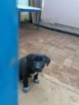 Filhotes 