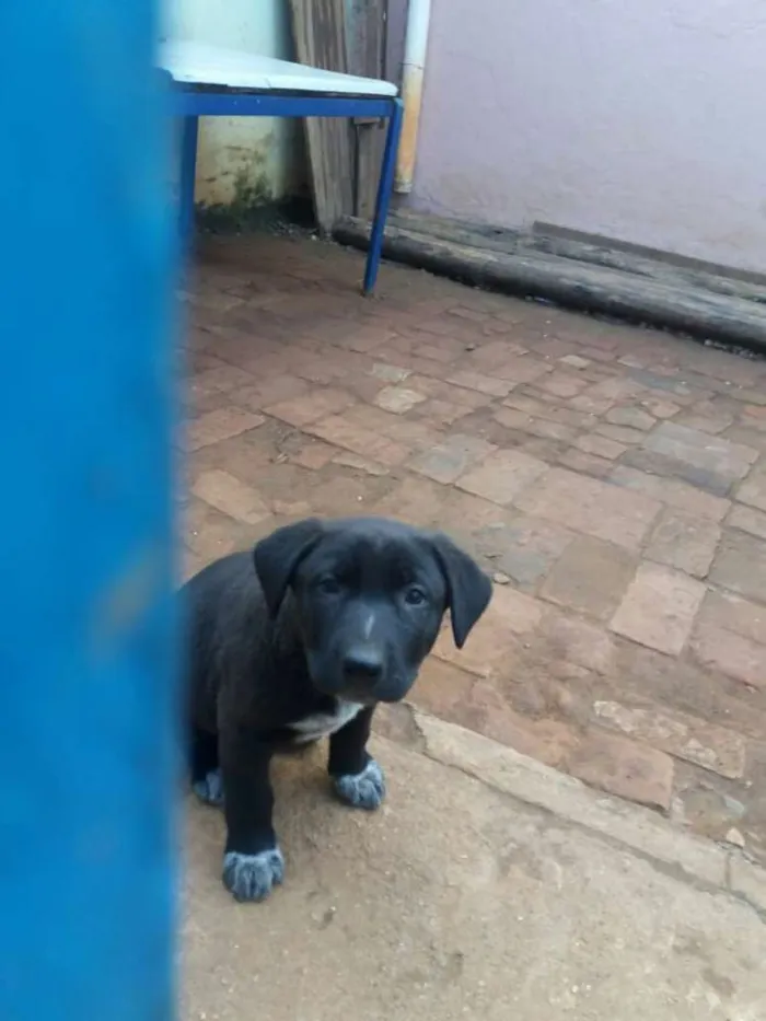 Cachorro ra a  idade 2 a 6 meses nome Filhotes 
