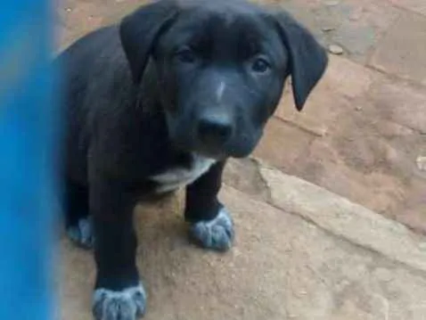 Cachorro ra a  idade 2 a 6 meses nome Filhotes 