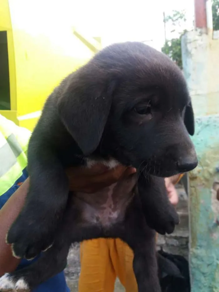 Cachorro ra a  idade 2 a 6 meses nome Filhotes 