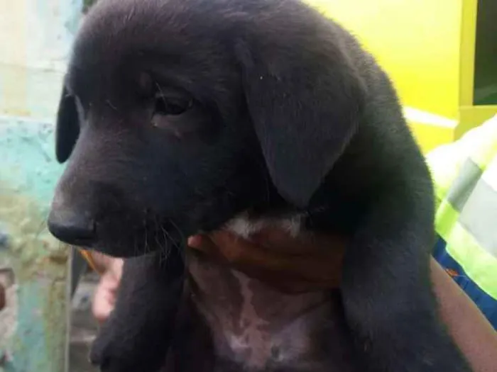 Cachorro ra a  idade 2 a 6 meses nome Filhotes 