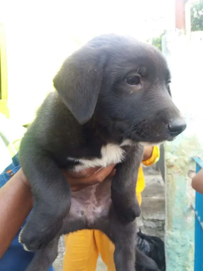 Cachorro ra a  idade 2 a 6 meses nome Filhotes 