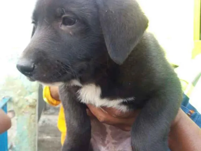 Cachorro ra a  idade 2 a 6 meses nome Filhotes 