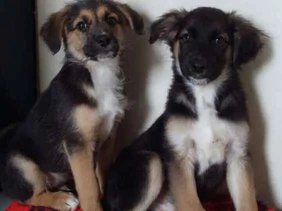 Cachorro ra a Srd  idade 2 a 6 meses nome Filhotes 